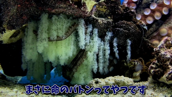 卵を産んだタコ