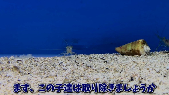 卵を産んだタコ