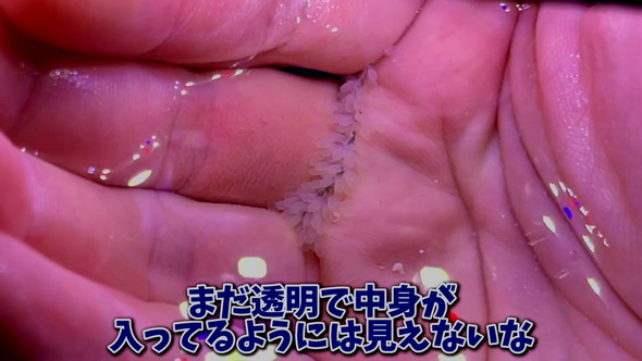 卵を産んだタコ