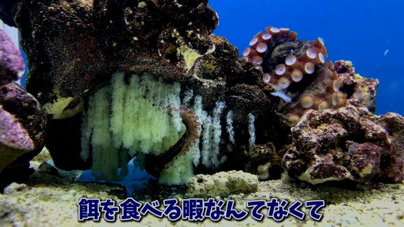 卵を産んだタコ