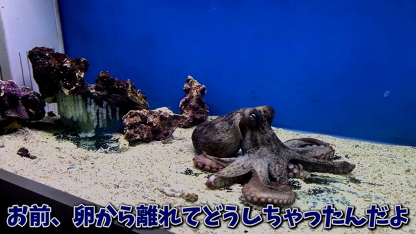 卵を産んだタコ