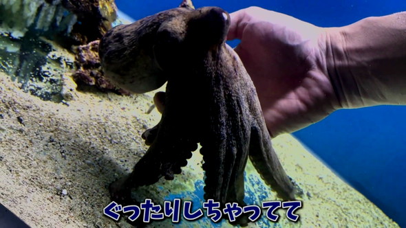 卵を産んだタコ
