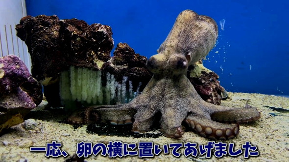 卵を産んだタコ
