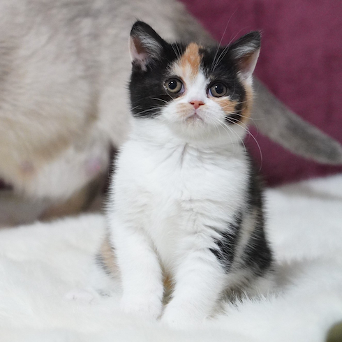 子猫時代のおあげちゃん