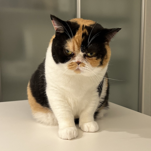 3歳のおあげちゃん