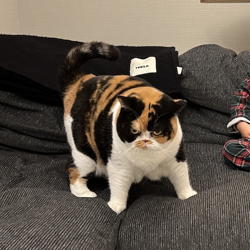 怒ってはいないおあげちゃん