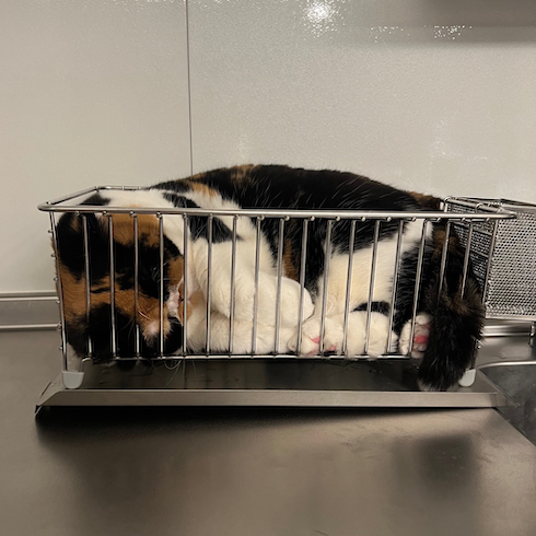 みっちりしてるおあげちゃん