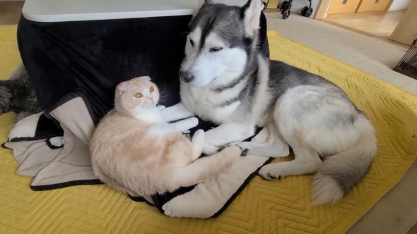 寄り添うワンコと猫ちゃん