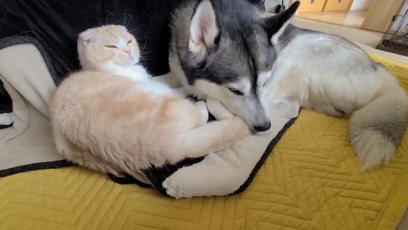 寄り添うワンコと猫ちゃん