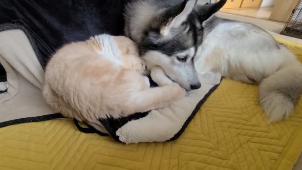 寄り添うワンコと猫ちゃん