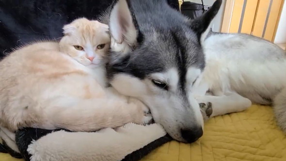 寄り添うワンコと猫ちゃん