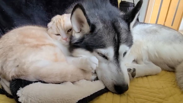 寄り添うワンコと猫ちゃん