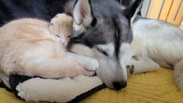 寄り添うワンコと猫ちゃん