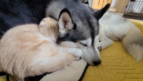 寄り添うワンコと猫ちゃん