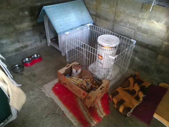 火を灯した瞬間くつろぐ柴犬