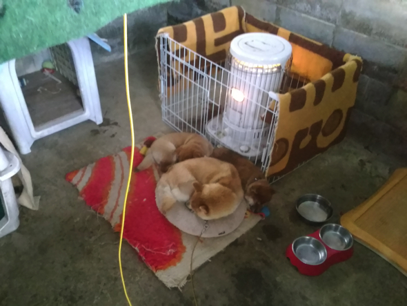 心地よくてクロワッサン状態になる柴犬たち