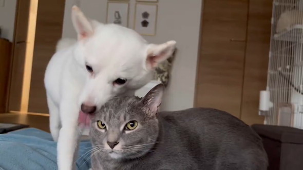 猫ちゃんをなめる白いワンコ