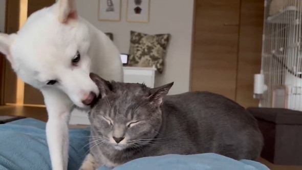 猫ちゃんをなめる白いワンコ