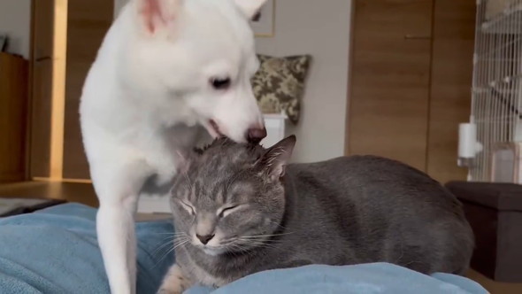 猫ちゃんをなめる白いワンコ