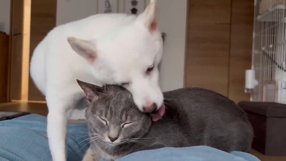 猫ちゃんをなめる白いワンコ