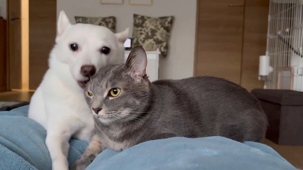 猫ちゃんをなめる白いワンコ