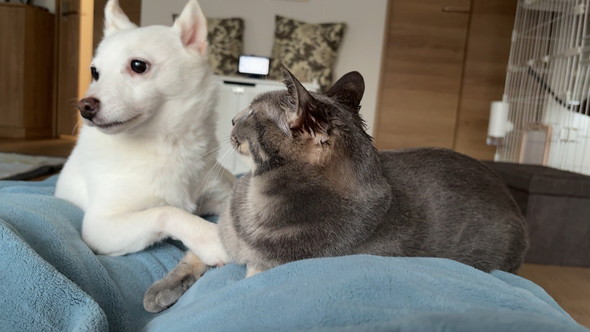 猫ちゃんをなめた白いワンコ