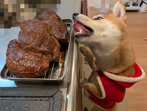 人間用のごちそうが狙われる瞬間