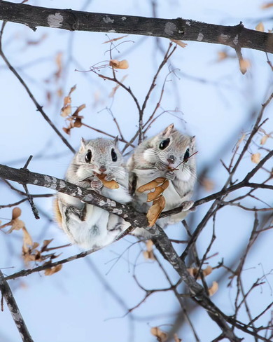 野生のエゾモモンガ