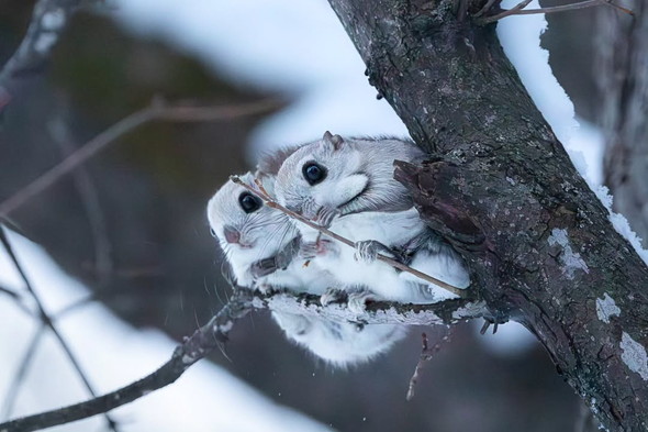 野生のエゾモモンガ