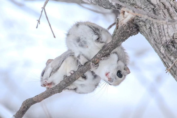 野生のエゾモモンガ