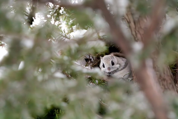 野生のエゾモモンガ