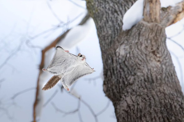 野生のエゾモモンガ