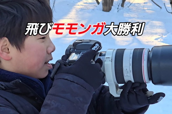 野生のエゾモモンガ