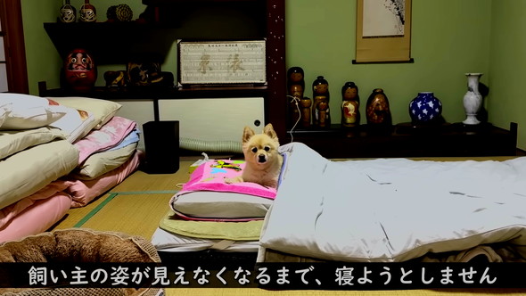 寝ようとしないポメラニアン