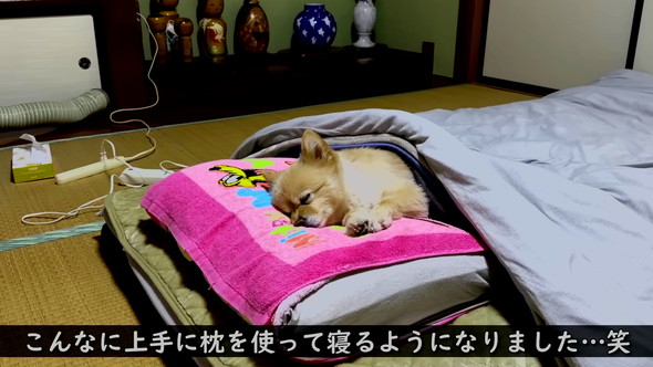 枕で寝るポメラニアン