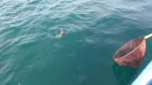 湖面に引き上げられたヒラメ