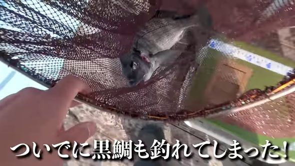 ヒラメの後を追って現れたクロダイもゲット