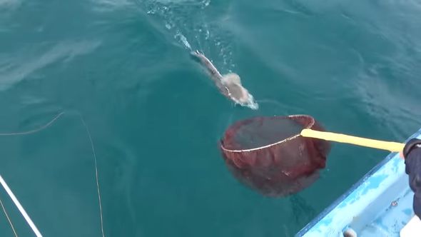 湖面に引き上げられたマゴチ