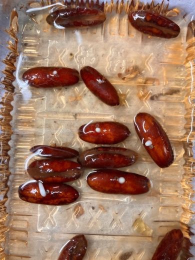 デーツの実を水に漬けておいたら…
