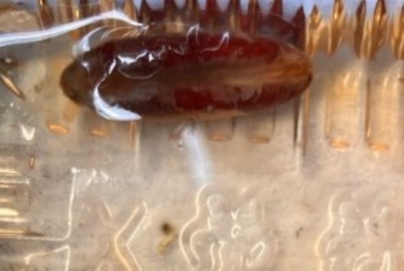 白い根が発芽する様子