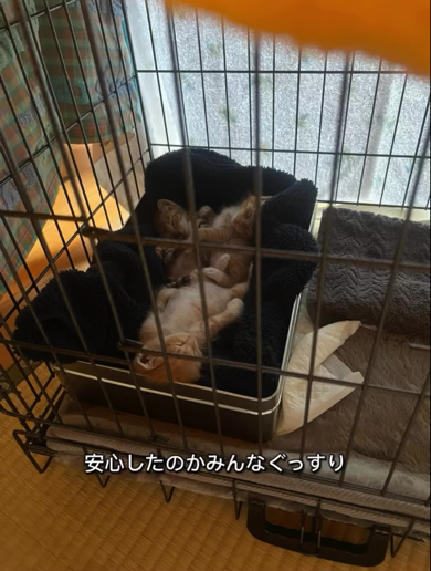 お家に帰宅後、安心して眠る子猫たち