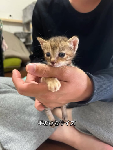 兄弟の中で一番小さかった子猫