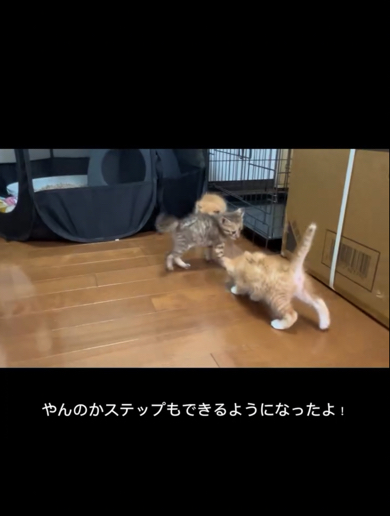 やんのかステップができるよう