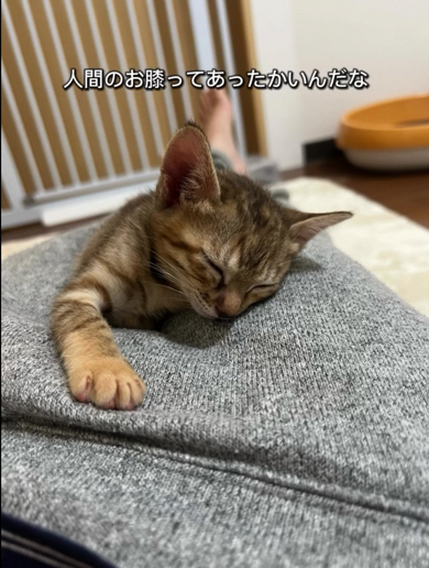 人間の膝の上が大好きな子猫