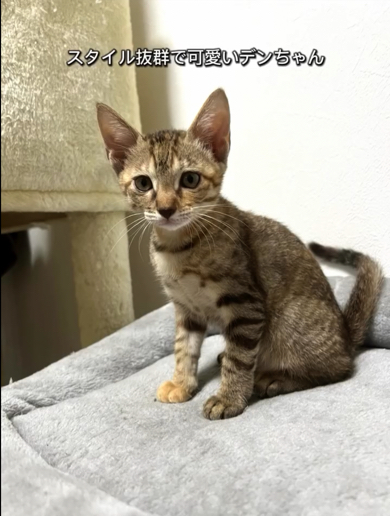 スタイル良く成長した子猫