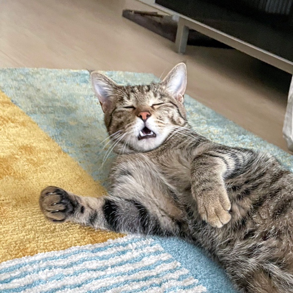 孤独のグルメの顔する猫