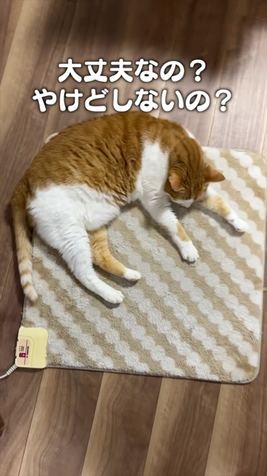 猫 あるある ソング ホットカーペット フローリング 交互 ととのう