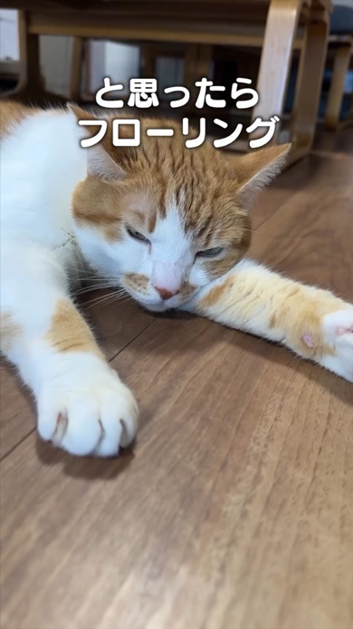 猫 あるある ソング ホットカーペット フローリング 交互 ととのう