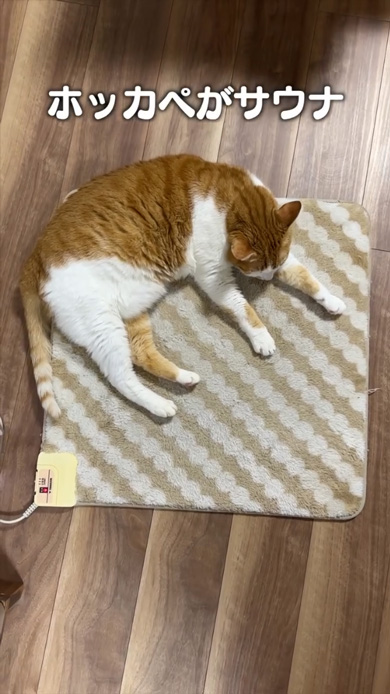 猫 あるある ソング ホットカーペット フローリング 交互 ととのう