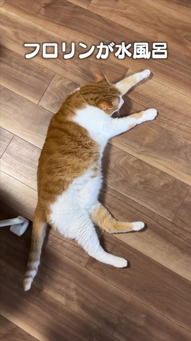 猫 あるある ソング ホットカーペット フローリング 交互 ととのう